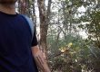 Adam in a forest